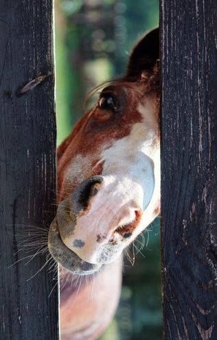Horse Peeking